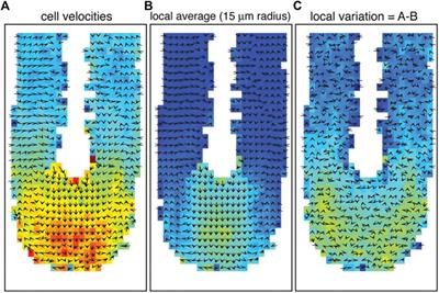 Jamming in Embryogenesis and Cancer Progression